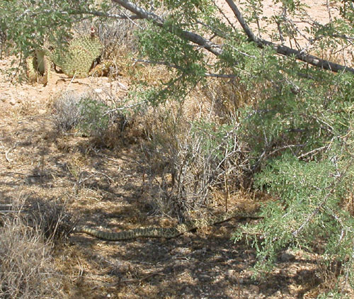 Mojave Green Rattlesnake. A catch-in-garage-and-release in Arizona.